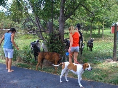 Darley the Beagle mix standing on the blacktop looking away from the goats and Bruno the Boxer sniffing a tree