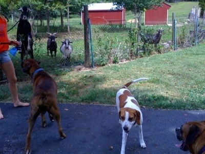 Goats Jumping at the fence, while Bruno the Boxer and Darley the Beagle mix stand on the outside of the fence