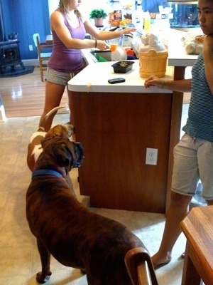 Ham at the edge of a counter. With Darley the Beagle Mix and Bruno the Boxer stalking it