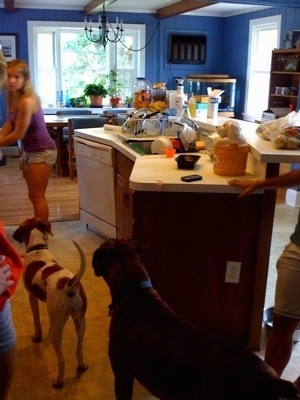 Ham at the edge of a counter. And Darley the Beagle Mix and Bruno the Boxer paying attention to Katie