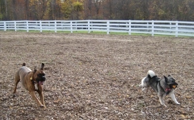 Bruno the Boxer and Tia the Norwegian Elkhound with a ball in its mouth running around a dog park