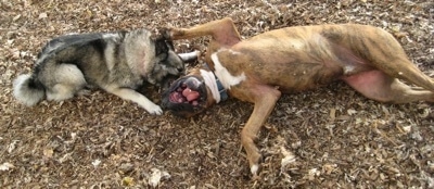 Tia the Norwegian Elkhound licking Bruno the Boxer while he is laying on his back