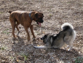 Tia the Norwegian Elkhound play bowing to Bruno the Boxer