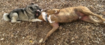 Tia the Norwegian Elkhound and Bruno the Boxer playing with each other