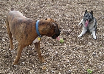 Tia the Norwegian Elkhound laying down and Bruno the Boxer standing with a green tennis ball between them