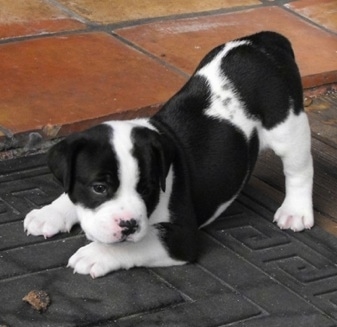 The left side of a white and black Bullador puppy that is in a play bow pose, on a mat and across a porch.