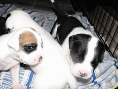 Close Up - Three Bullador puppies are standing on a blanket and inside of a dog crate.