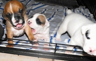 Three Bullador puppies are inside of a dog crate on a blanket, one puppy is biting another.