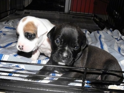 The left side of Two Bullador Puppies that are laying on a blanket inside of a dog crate.