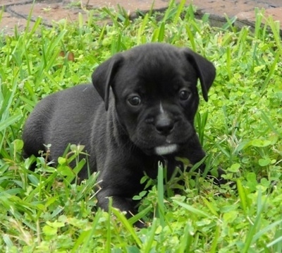 The front right side of a black with white Bullador Puppy that is laying in a yard and it is looking forward.