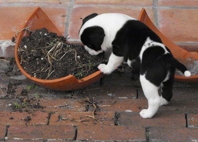 The back left side of a white and black Bullador puppy that is playing inside of a broken pot with soil in it.