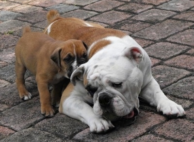 The right side of a brown with white Bullador puppy that is licking the ear of a brown and white Bulldog that is laying on a brick porch.