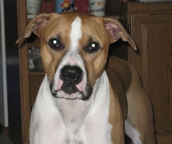 Close Up - A brown and white Bullboxer Pit is standing in front of a cabinet and it is looking forward.