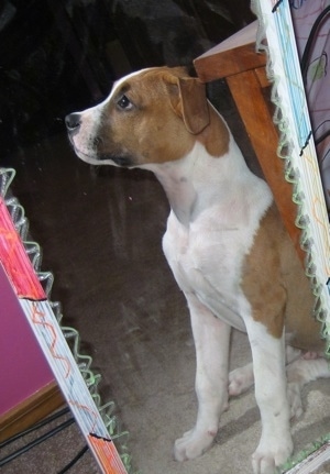 The left side of a brown and white Bullboxer Pit puppy that is sitting in front of a mittot and it is looking to the left.