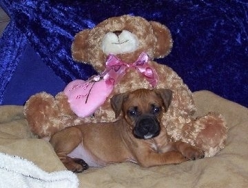 The right side of a brown with white and black Bullboxer Staffy Bull puppy that is laying on a dog bed and in front of a stuffed bear.