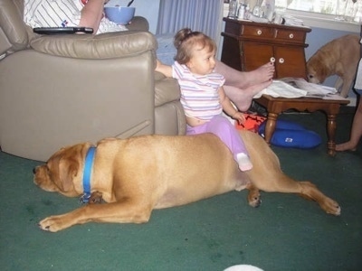 The left side of a tan Bullboxer Staffy Bull that is laying near a recliner and there is a little girl sitting on its back.