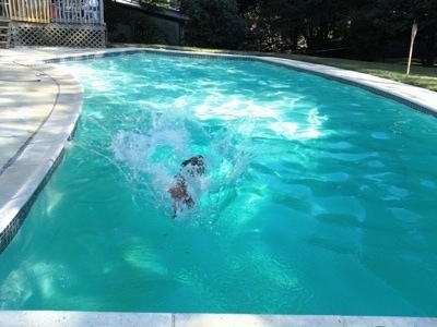 Maggie the English Bulldog splashing in a pool