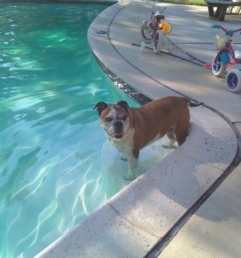 Maggie the English Bulldog standing with its feet in an inground pool. There are two child bicycles on the pool deck behind her