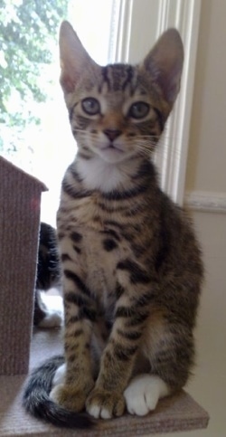 Sampson the Egyptian Mau kitten is sitting on a cat post in front of a door and looking at the camera holder