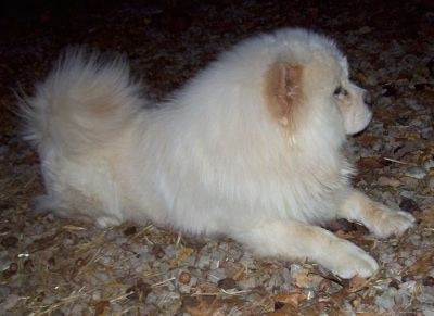 Dozer the cream Chow Chow is laying outside on a surface covered in rocks
