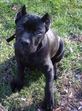Cyde the black Cane Corso puppy is sitting on grass outside and looking up