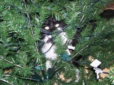 Sylvester the black and white cat hiding in a Christmas tree