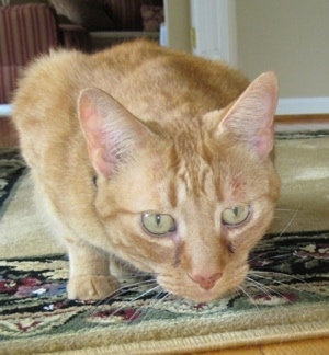 TTy the orange tiger cat is stalking down low on a rug