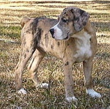 Wilson's Shugah the Catahoula Bulldog is standing outside in grass and looking to the back