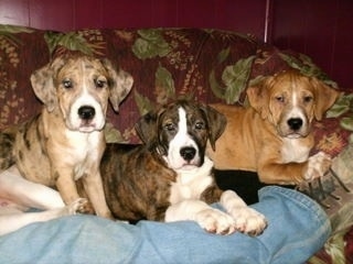 Three Catahoula Bulldog puppies, two laying down and one sitting, on a couch on top of a person's leg 