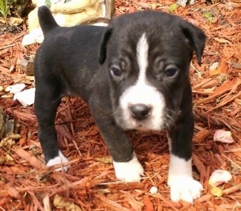 Black and white Catahoula Bulldog puppy walking around an area surrounded in wood chips