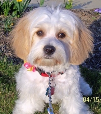 Bella the Cavachon is sitting in front of a flower bed and looking at the camera holder