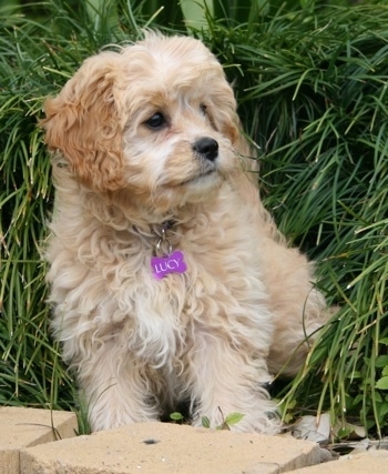 Lucy the Cavapoo is sitting in grass and in front of some cinder blocks. She has a purple bone tag hanging from her collar that says 'Lucy'