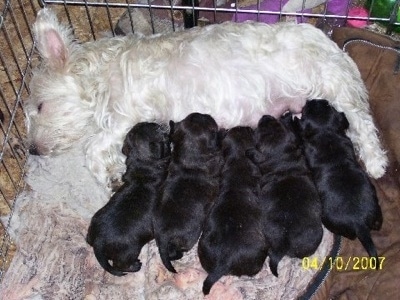 A litter of black Chestie puppies in a crate and laying on a blanket nursing from their mother who is pure white