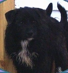 A scruffy looking, black with white Chestie dog is standing next to a door and looking to the right