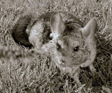 A black and white photo of a Chinchilla standing in grass and it is looking up and forward.