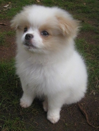 Yuki the Chineranian Puppy is sitting outside and looking to the left