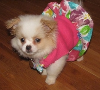 Yuki the Chineranian Puppy is standing on a hardwood floor and wearing a pink flowered dress looking forward