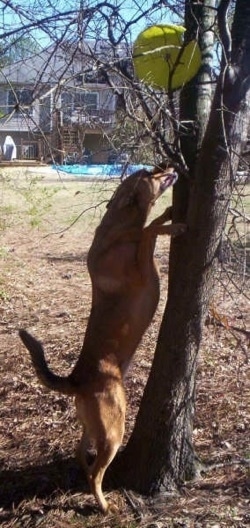 View from the side - A large breed, tan Chinook mix is jumped up with its paws on the trunk of a tree and it is trying to retrieve a yellow-green frisbee that is stuck in the branches.