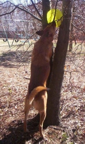 A large breed, tan Chinook mix is attempting to grab a yellow-green frisbee out of the branches of a tree.