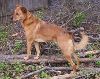 A large breed, tan Chinook mix is standing on a pile of branches and it is looking to the left. It has a curl fringe tail that his being held low.