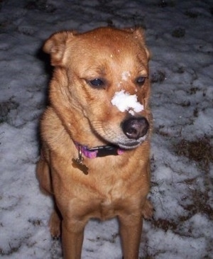 View from the front - A large breed, tan Chinook mix is sitting in snow and it has a small amount of snow accumulated on its snout.