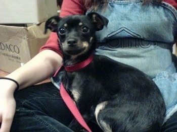 Sophie the black with tan ChiPin is sitting in the lap of a lady wearing a jean apron and a red shirt