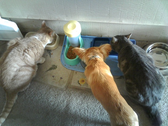 Taffy the Chiweenie is eating dog food out of a bowl. He is standing in between two cats who are also eating food from bowls