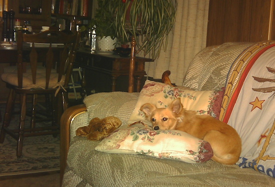 Taffy the Chiweenie is laying on a pillow that is on a couch with a dining room set behind him