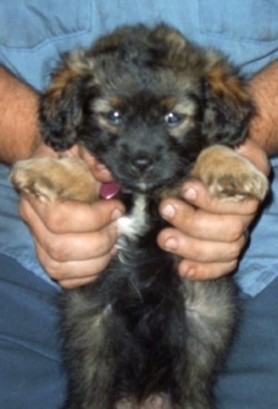Mocha the Chizer as a puppy being held up, belly-out in the lap of a person and looking at the camera holder