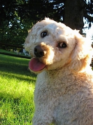 Emily the Cockapoo is sitting outside in a field of green grass looking back at the camera holder with her mouth open and tongue out looking happy