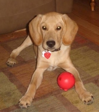 A Golden Cocker Retriever puppy is laying on an earthy colored rug. There is a red ball toy in-between its paws