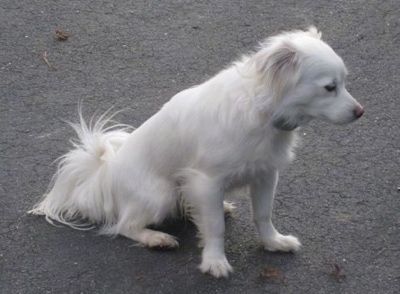 Cote the white Coton Eskimo dog is sitting on a blacktop and looking forward
