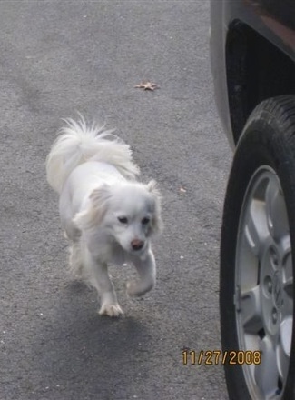 Cote the Coton Eskimo is walking down the blacktop towards the back tire of a vehicle