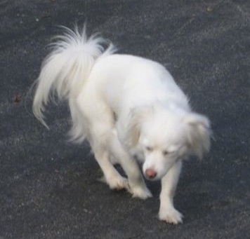 Cote the white Coton Eskimo dog is standing on a blacktop and curling around with his eyes closed